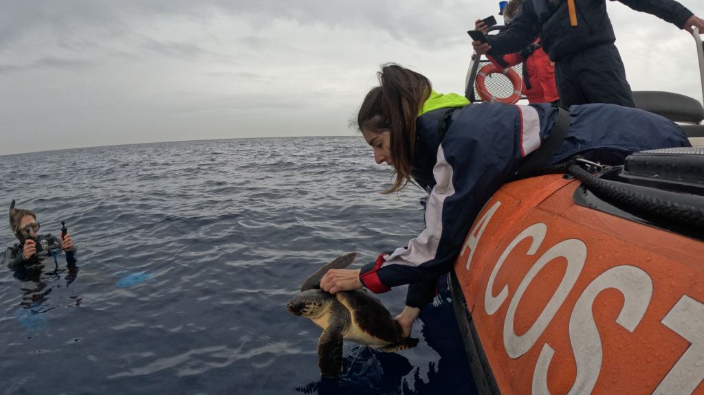 La piccola tartaruga Marea torna in mare: all'Acquario un evento divulgativo per i bimbi