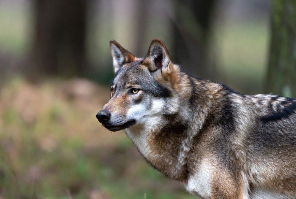 Lombardia — Avvistamenti di lupi, l’assessore Beduschi: segnalare subito e seguire le procedure